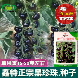 �����鷬�ѷN���Ϻڷ��ѷN�ә��ҷ����}Ů�����t���߲˷N��