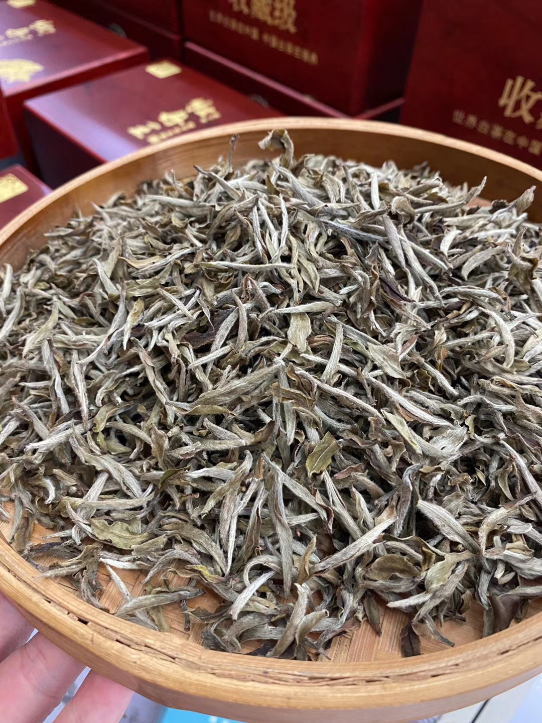 福鼎白茶：一抹清新，一缕甘露