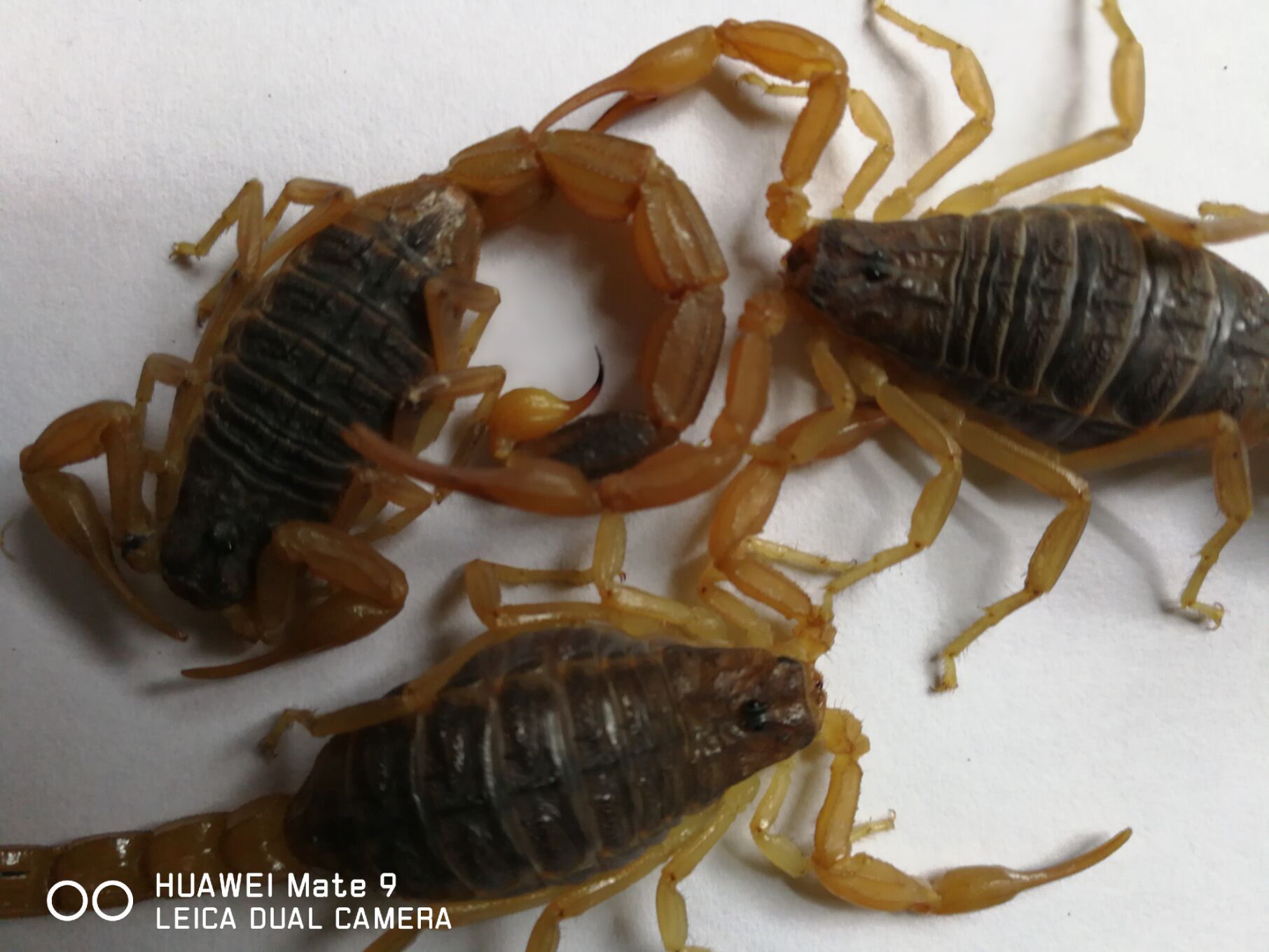 QQ图片20200406113226