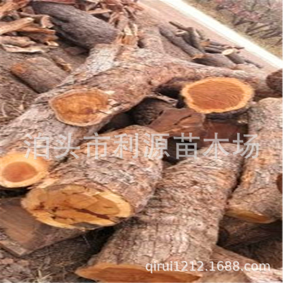 常年大量现货供应枣木直径25-50公分 长度8-200公分雕刻 家具用料|ms