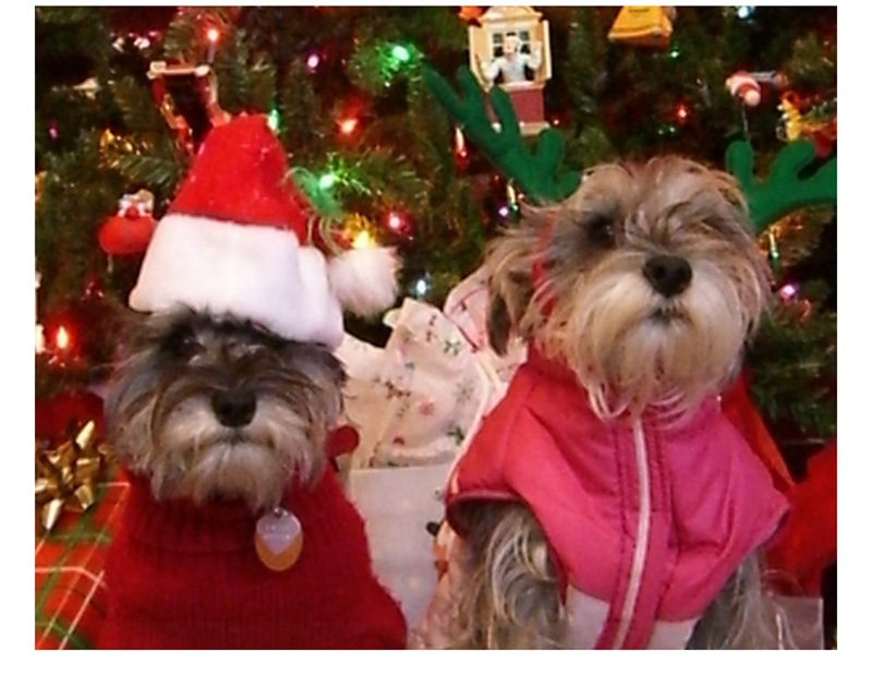 Christmas Reindeer Maple Leaf Snowflake Holiday Pet Clothes Turtleneck Knitted Sweater Dog Cat Clothing Winter Coat_voghion.com