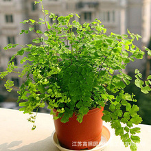 ҾþG[OFާ Sֱֲ҃ ͏dGֲFާ