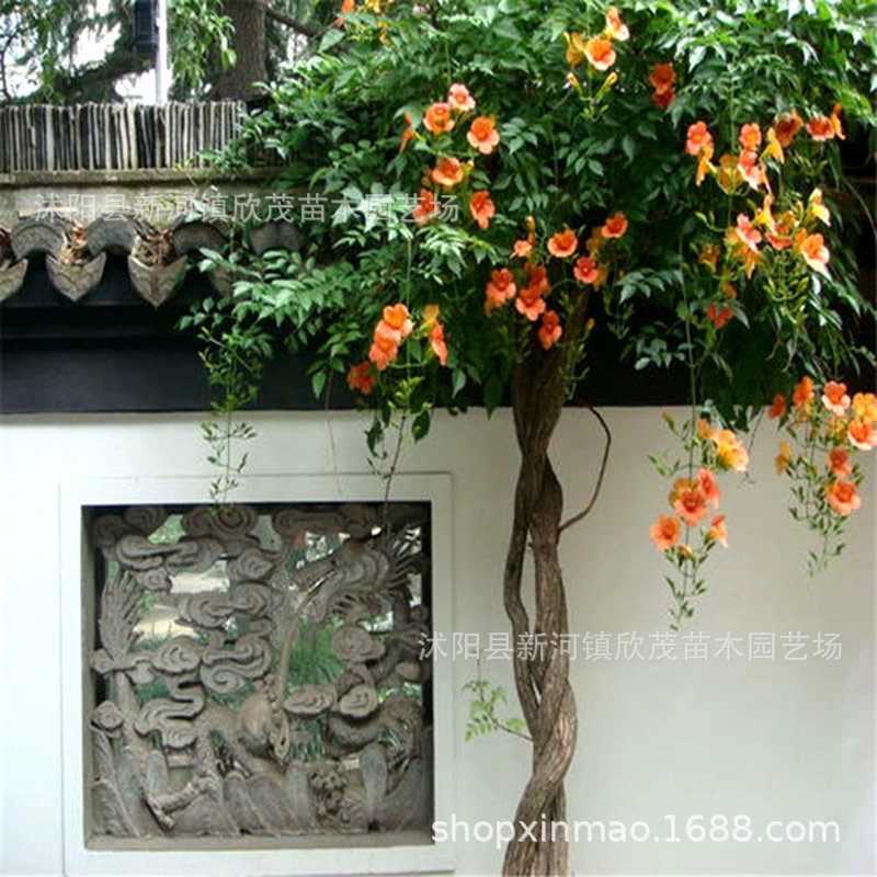 Оптовая труба Лиана садовые вьющиеся растения русский старый ворс большой горшок мультисезонный Lingxiao Цветущий зеленый Восхождение