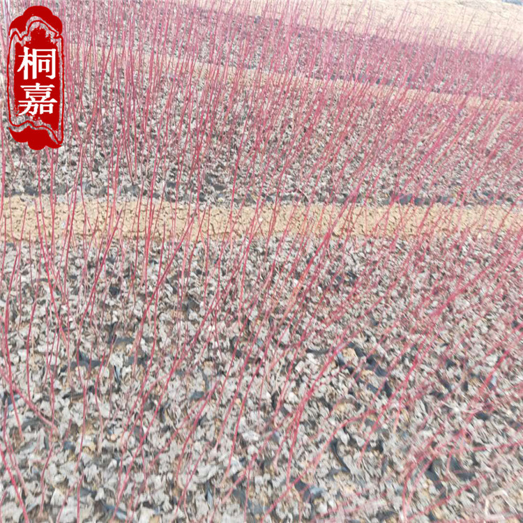 微信图片_202003130820594