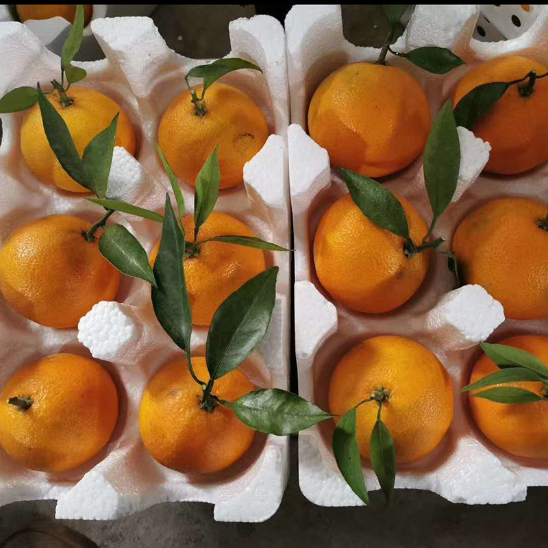 蒲江爱媛38号果冻橙新鲜下树产地直发自有果园橙橘子一手货源|ms