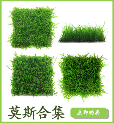 莫斯合集详情页链接使用1