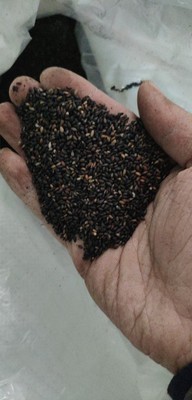 黑芝麻熟的低温烘焙黑芝麻一级熟黑芝麻色选全黑