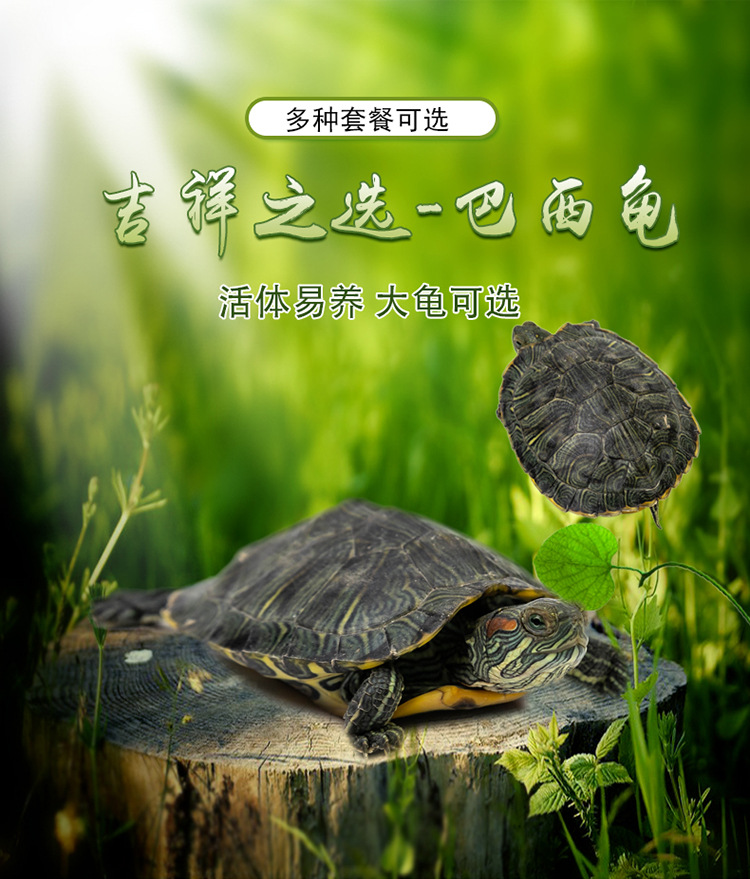 乌龟_01