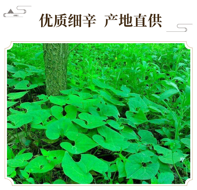 Xi Xin Chinese Asarum Root Powder 80-200 Mesh Fine Ground Herb 500g key features