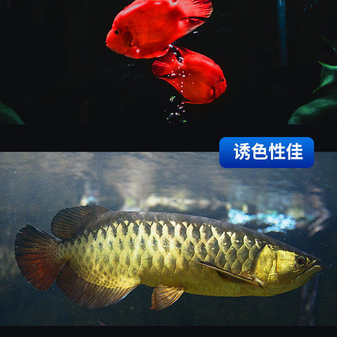 246db11410dcfe76dbc794812fa9b0