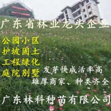 护坡固土边坡绿化四季常青狗牙根黑麦草高羊茅草坪耐寒耐践踏庭院