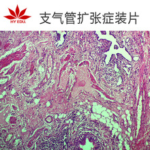 生物切片病理组织标本显微镜观察标本教学用玻片