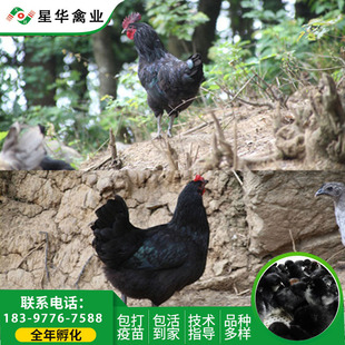 Высокие проростки черной курицы, зеленая раковина яйцо для яичных саженцев Черная куриная саженцы обезвоженные саженцы поставляют круглый год инкубацию