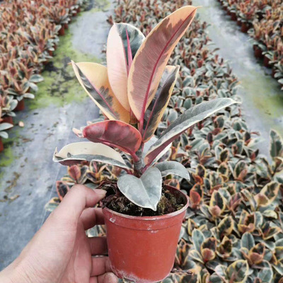 Supplying base Foliage Small potted Flowering plants Potted plants Home plants 100# Flower King Kong