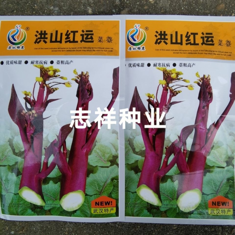 洪山红运粗红菜苔种子110天上市叶圆型肥大 味甜10克