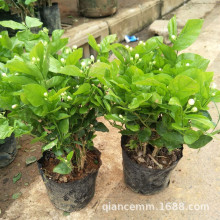 茉莉花苗 茉莉花苗品牌 图片 价格 茉莉花苗批发 阿里巴巴