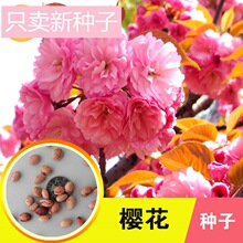 山樱花种子 山樱花种子品牌 图片 价格 山樱花种子批发 阿里巴巴