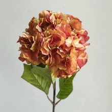 ��ɫ�ŵ佑����滨 �͹ő��f��ɫ���ņ�֧��ٽ����z���b�