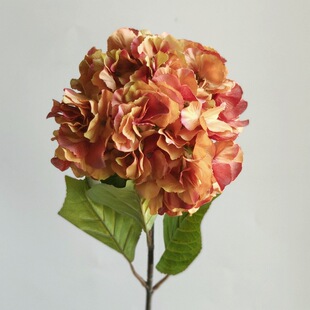 ��ɫ�ŵ佑����滨 �͹ő��f��ɫ���ņ�֧��ٽ����z���b�