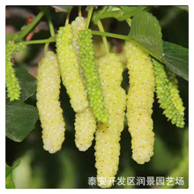 长果桑树苗种植基地  山东果桑树苗批发 果桑树苗价格