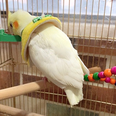 Parrot Elizabeth Collar Injury Protection, Anti-Rub Collar, Anti-Plucking Feather Collar, Zebra Finch Peony Little Sun Cape