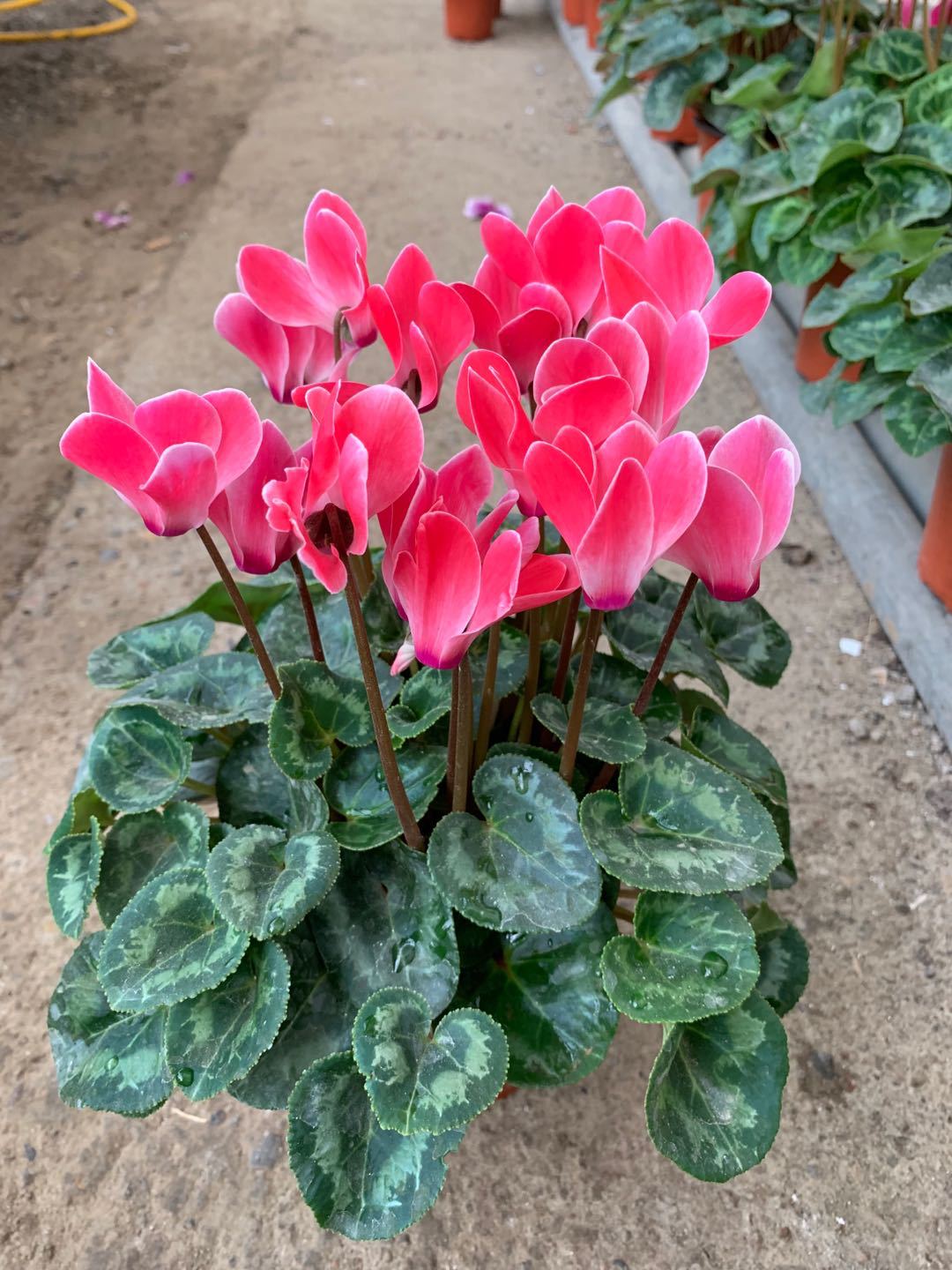 仙客来的气味,仙客来的样子描写,仙客来味道特别臭_文秘苑图库