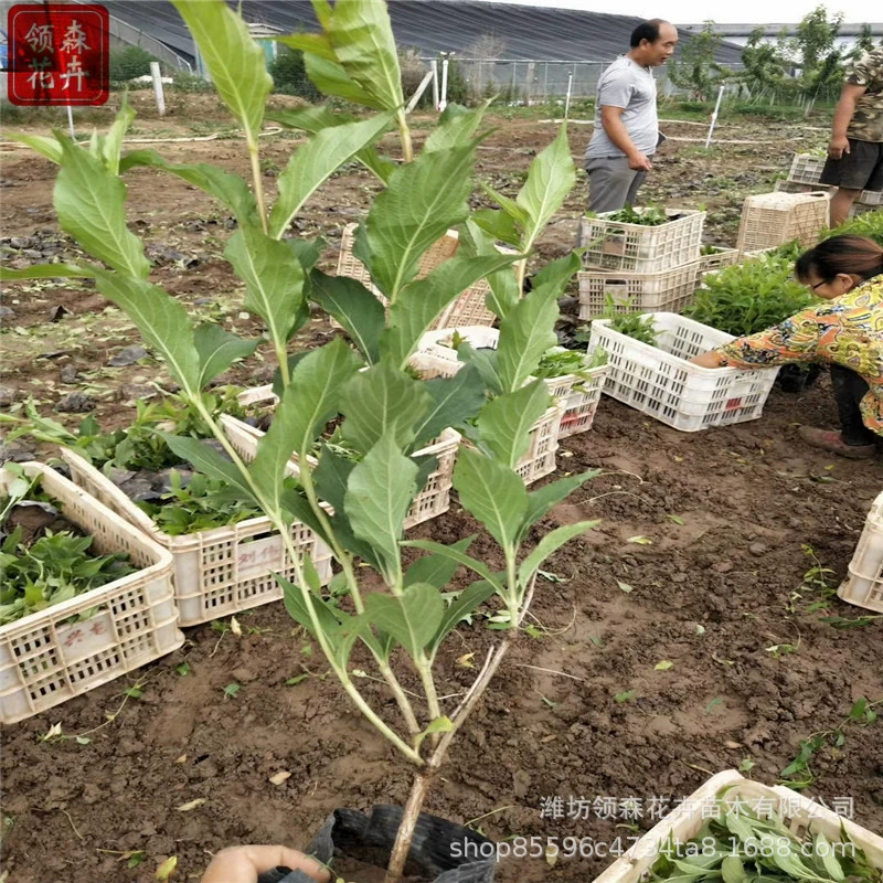 Красный принц вейгела, крупные и маленькие горшечные рассады для посадки на земле с множеством ветвей и различными характеристиками для озеленения дорожного строительства.