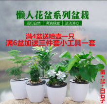 懒人盆自动吸水 绿植盆栽 土培水培净化空气植物绿萝凤梨文竹发财