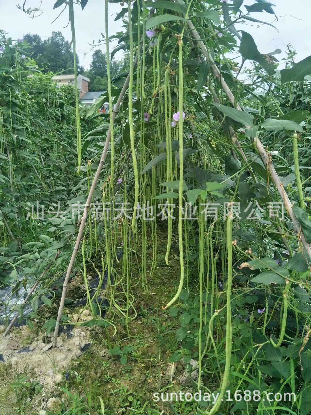 豆角架怎么搭好,豆角怎么搭架好,豆角架怎么搭_大山谷图库