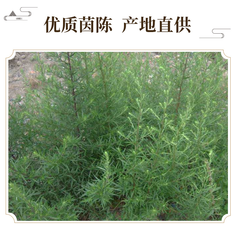 Yin Chen Dried Artemisia Capillaris Whole Herb 500g Traditional Chinese Herbal Tea and Culinary Use key features
