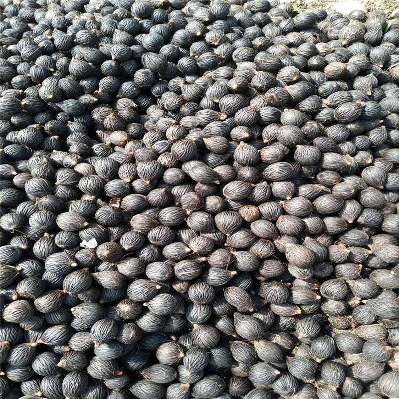 mmexport1592116243930_副本