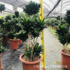 Base direct criticism ｜ Lao Ping Sun God Four Seasons Potted Potted Everbone Large -scale Large -scale Large -scale Living Room View Yejujia Green Plants