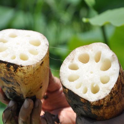 fresh Lotus Farm plant fresh  Vegetables Abalone Soup Lotus root