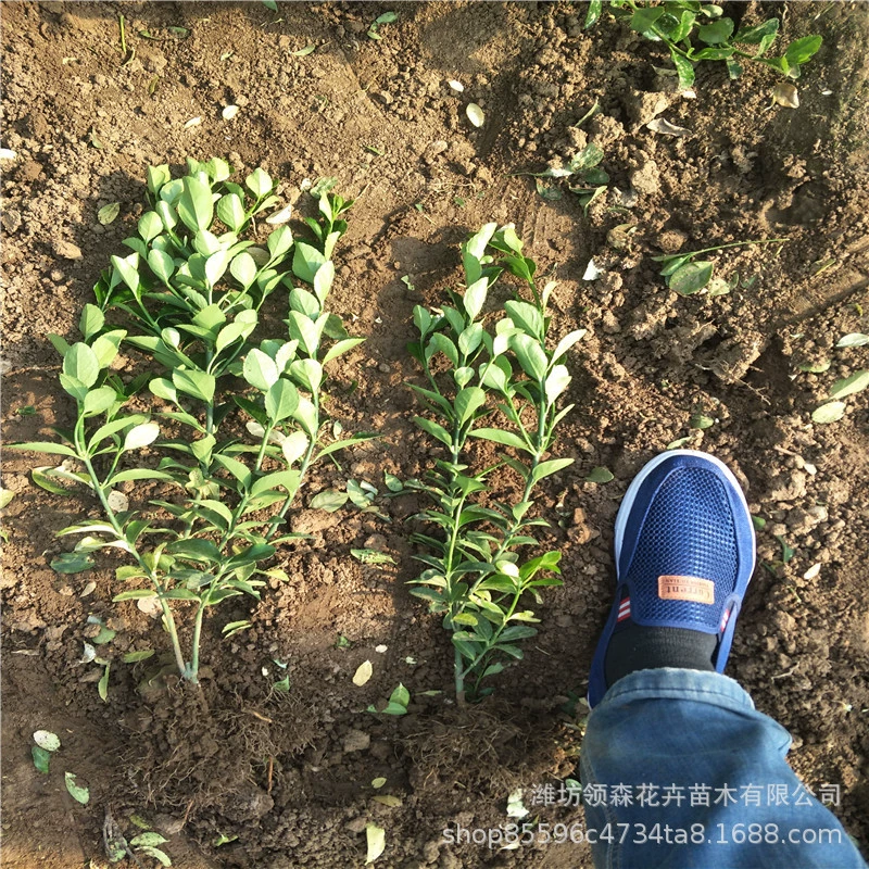 Holly Euonymus japonicus Озеленение саженцев живая изгородь 30-70 см наземная посадка питание чашка рассада дорожное общинное водно-болотное угодье