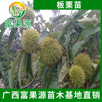 Chinese chestnut Sapling Potted plant Fruit tree grafting Dahongpao Tea Chinese chestnut Fruit seedlings North South Then Result