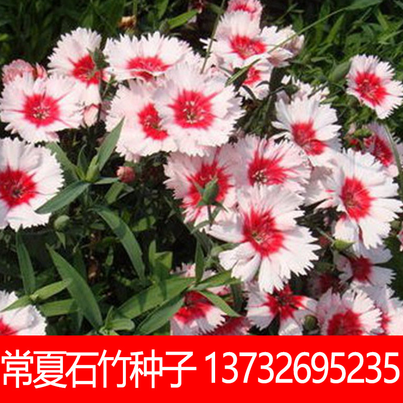 四季草花混色五彩石竹种子常夏石竹美国石竹公园景观花海花卉种子 种苗花卉网