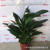 Base direct approval ｜ Princess wine white palm, sailing, potted indoor flowers, green plants purify air