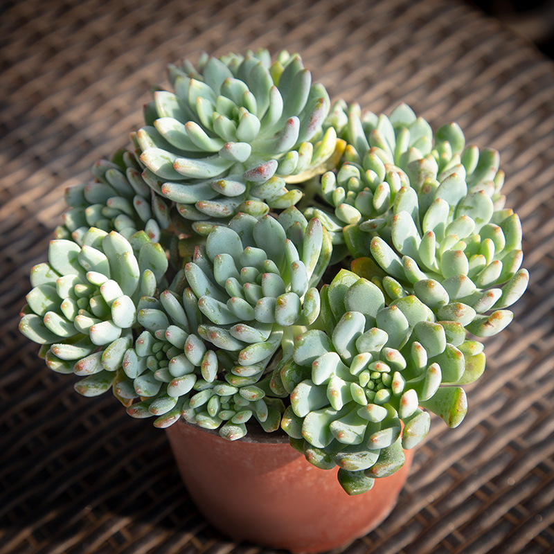 蓝苹果群生10-12