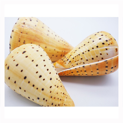 Factory sales seashell conch yellow corn snail living room bedroom home decoration craft work fish tank pot plant landscape
