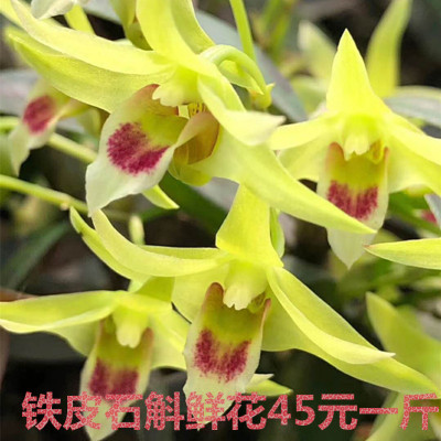 基地直销浙江雁荡山铁皮石斛花 当天采摘铁皮石斛鲜花顺丰包邮|ms