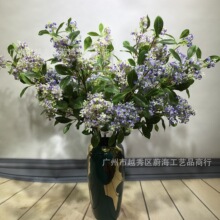 白紫蘭 白紫蘭批發 促銷價格 產地貨源 阿里巴巴