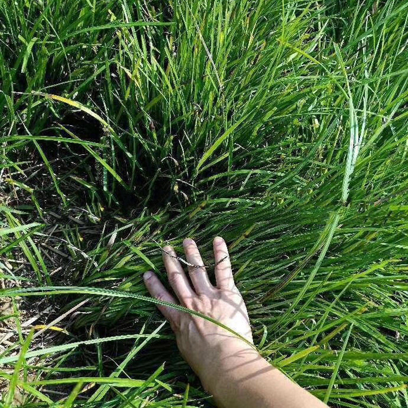 批发细叶麦冬草 地被植物  园林小区公园种植|ru