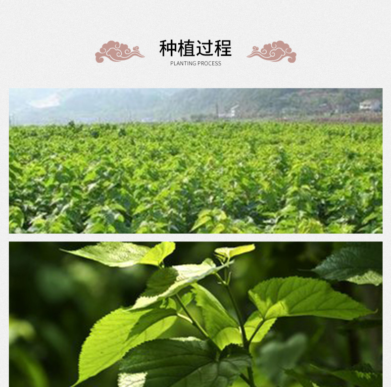 Mulberry Leaf Tea (Morus alba) — Frost-Harvest Freeze-Dried Loose Leaf, 500g in use