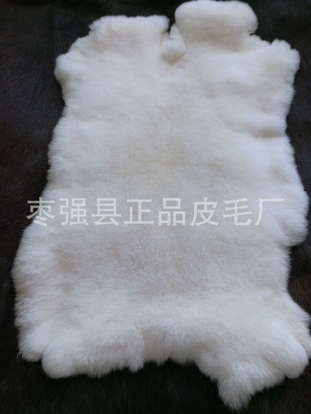 White dense rex rabbit
