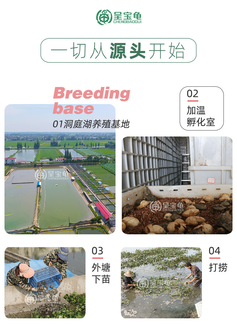 长尾炫彩详情10