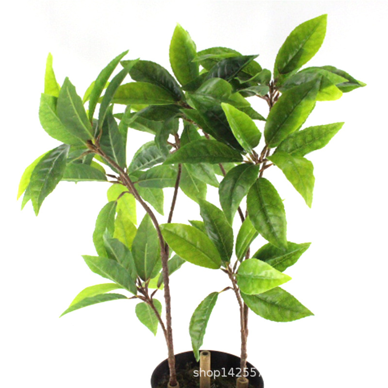 XRB-246 大白茶叶四枝杈6.jpg