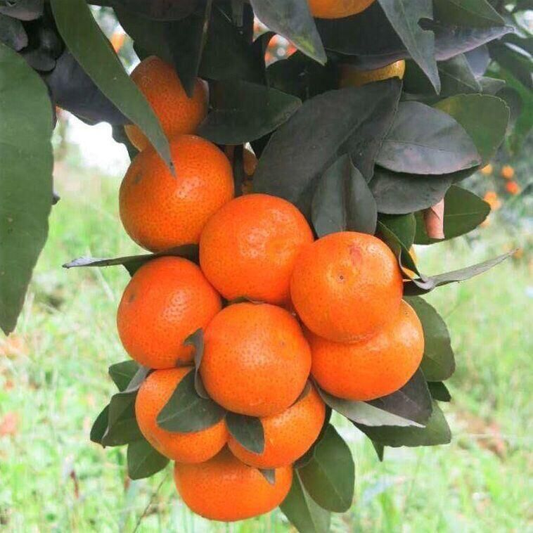 i2mSj/ukz9QsY8Ty6eybZX164nfQ8dDBBG8j