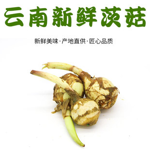 Yunnan Fresh Izo Mushroom Baizi Mushroom Овощи оптом первое снабжение свежего Cigu 500G Установка