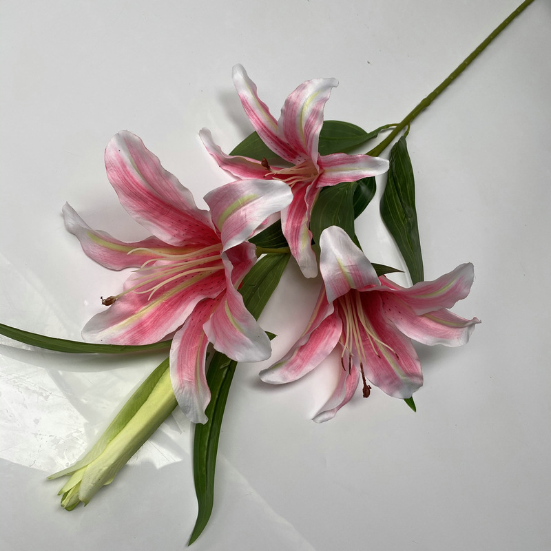 新百合大只四头深粉色