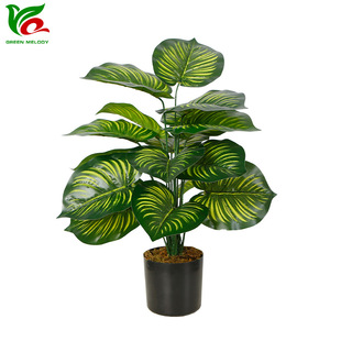 ����ֲ��18�^����~�Ҿ��b��҃Ȕ[���^�z�ָ��~����Gɫֲ������